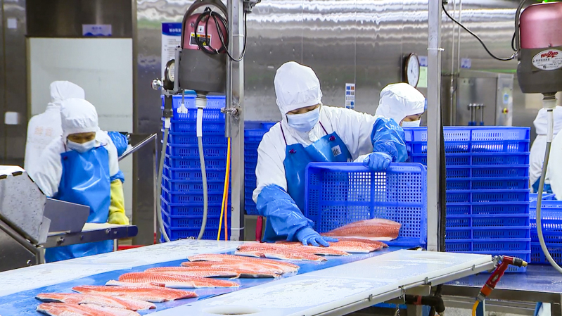 新疆鳟贵鲜食科技有限公司获得欧盟官方注册，成为首家获得出口欧盟“通行证”的新疆三文鱼生产企业，图为新疆鳟贵鲜食科技有限公司工作人员正在流水线上作业