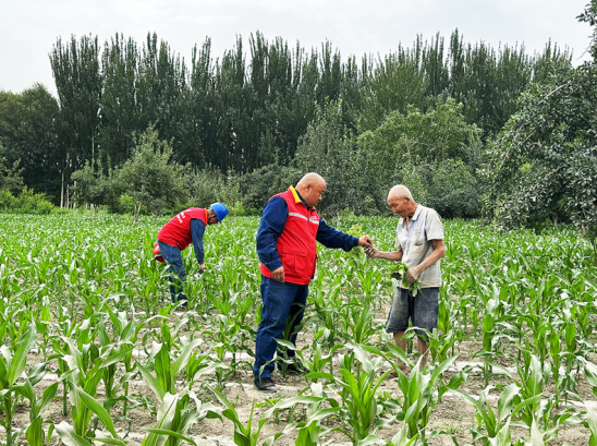 2025年7月16日,杨旭成(中)和供电所员工帮助吐松麦麦提·努尔老人家的地除草。董玉平 摄 2025年7月16日,杨旭成(中)和供电所员工帮助吐松麦麦提·努尔老人家的地除草。董玉平 摄