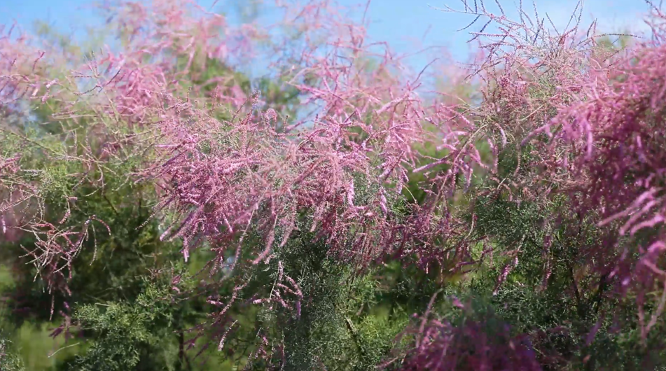 揭秘塔克拉玛干沙漠腹地的神秘之花——红柳。 揭秘塔克拉玛干沙漠腹地的神秘之花——红柳。