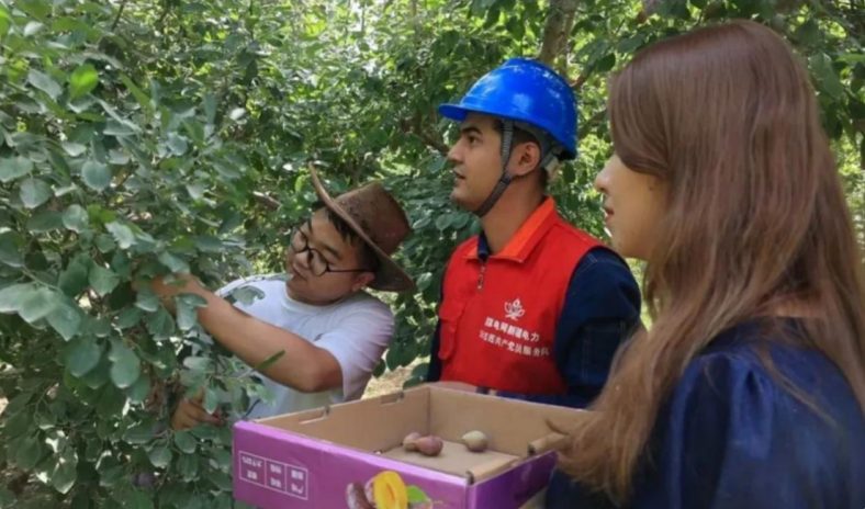 国网喀什供电公司网格员走访服务西梅种植及加工企业。张庆飞 摄 国网喀什供电公司网格员走访服务西梅种植及加工企业。张庆飞 摄