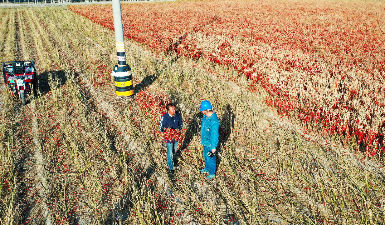 国网奎屯供电公司员工走进田间地头对种植区线路进行巡检。张莹莹 摄 国网奎屯供电公司员工走进田间地头对种植区线路进行巡检。张莹莹 摄