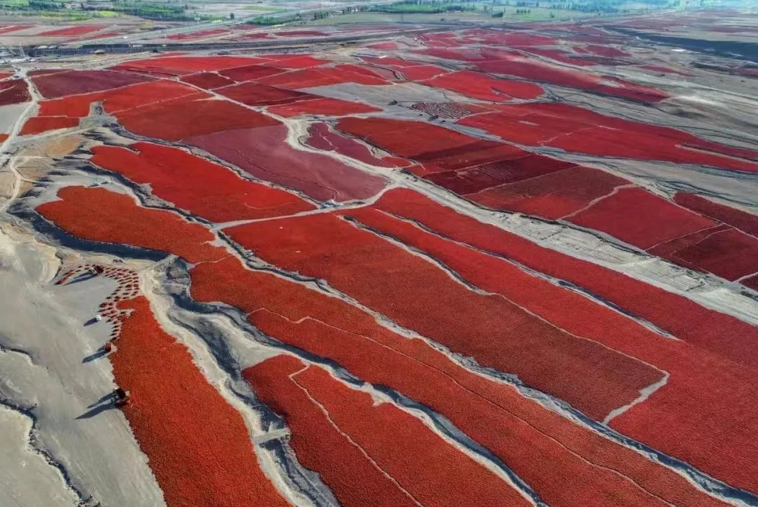 沙湾市安集海镇采摘的辣椒铺满晾晒场,一堆堆红辣椒在田野“椒”香四溢。朱威 摄 沙湾市安集海镇采摘的辣椒铺满晾晒场,一堆堆红辣椒在田野“椒”香四溢。朱威 摄