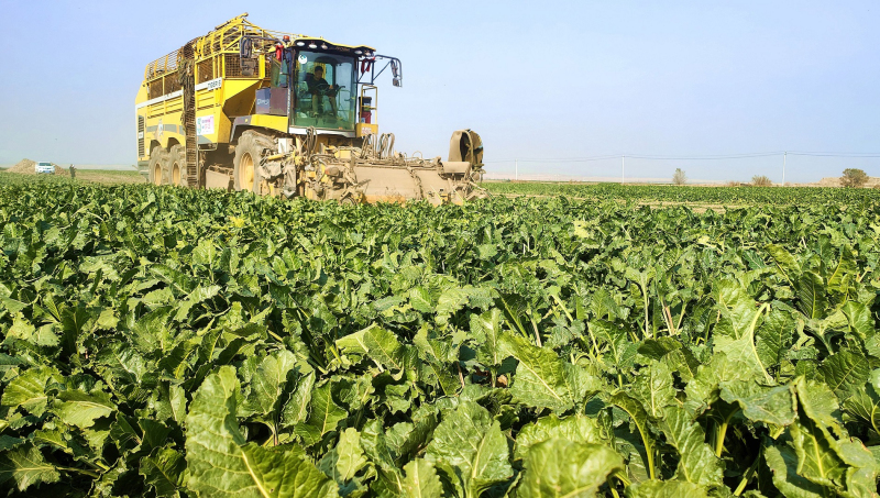 11月3日,大型甜菜收获机在翠绿田间穿梭采收甜菜。华岩明摄 11月3日,大型甜菜收获机在翠绿田间穿梭采收甜菜。华岩明摄