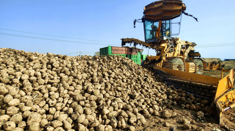 11月3日,大型自动上装机自动把田间地头堆积如山的甜菜被有序地装载运输车辆。华岩明摄 11月3日,大型自动上装机自动把田间地头堆积如山的甜菜被有序地装载运输车辆。华岩明摄