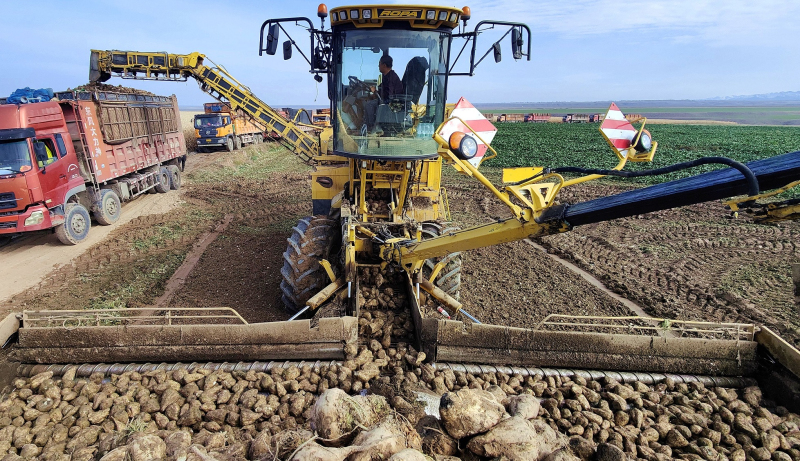 11月3日,大型自动上装机高效运转,堆积如山的甜菜被有序装载上车。华岩明摄 11月3日,大型自动上装机高效运转,堆积如山的甜菜被有序装载上车。华岩明摄