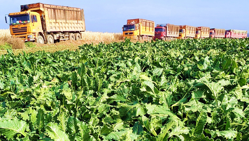 11月3日,在琼塔木村万亩甜菜采挖地里,多辆拉运甜菜车辆排成长长的车队,准备装载甜菜送往糖厂。华岩明摄 11月3日,在琼塔木村万亩甜菜采挖地里,多辆拉运甜菜车辆排成长长的车队,准备装载甜菜送往糖厂。华岩明摄