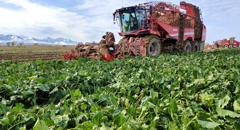 11月3日,两台大型甜菜收获机田间穿梭,打叶、削顶、起挖、清理一气呵成。华岩明摄 11月3日,两台大型甜菜收获机田间穿梭,打叶、削顶、起挖、清理一气呵成。华岩明摄