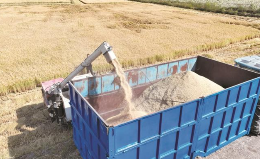 职工在四师六十八团水稻田内采收水稻（摄于9月12日）。王东 黄海涛 摄