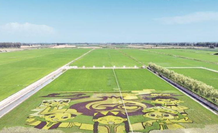 航拍四师六十八团稻田画（资料图片）。 兵团日报常驻记者 杨俊钦 摄