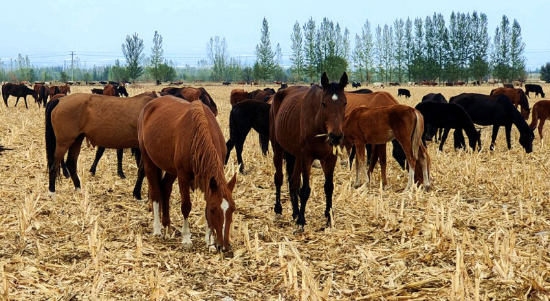 11月17日,秋收后的田野变身马群欢腾的“天然牧场”。华岩明 摄 11月17日,秋收后的田野变身马群欢腾的“天然牧场”。华岩明 摄