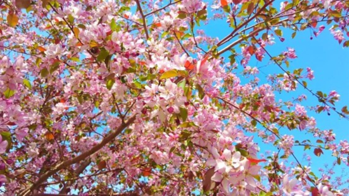 博乐市万亩海棠生态园一隅,海棠花缀满枝头(资料图)。 博乐市万亩海棠生态园一隅,海棠花缀满枝头(资料图)。