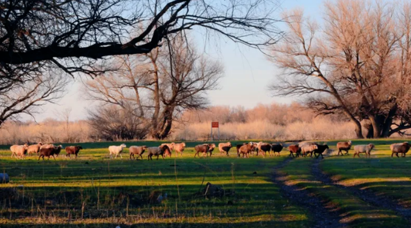 库鲁斯台草原上的羊群。资料图片