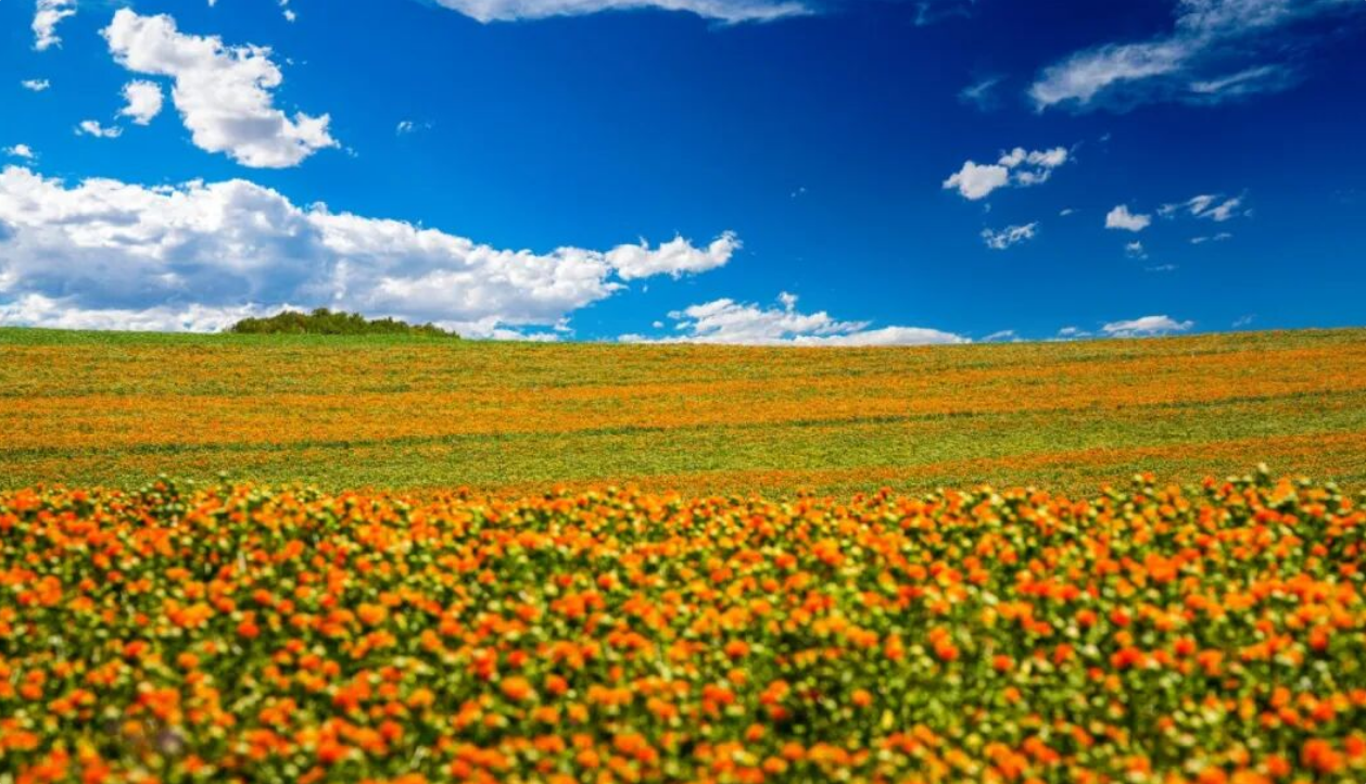 生长期的红花。裕民县融媒体中心提供