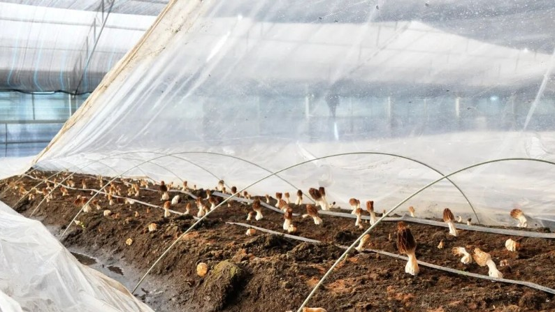 羊肚菌实验种植基地大棚里长势喜人。