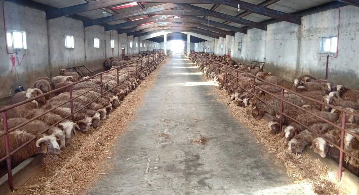 巴什拜羊核心群。塔城地区融媒体中心记者王高升摄