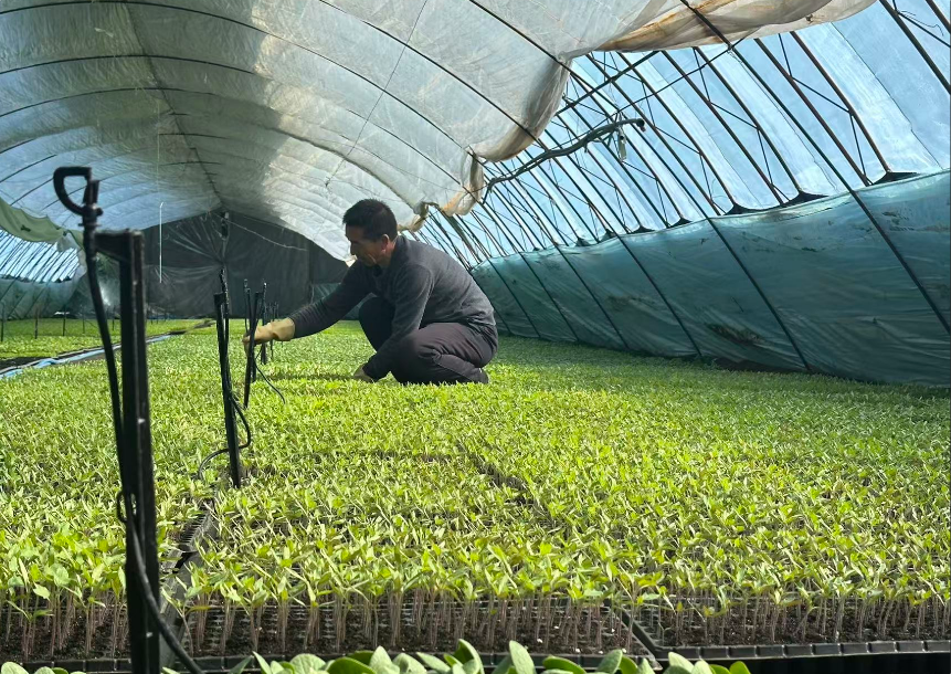 工人育苗场景。贺颖 摄