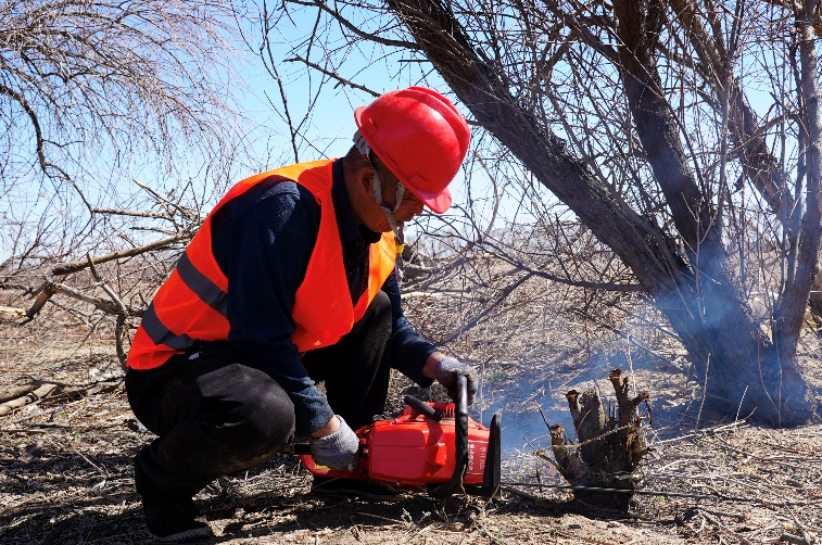 施工人員在林帶清理枯木。裕民縣融媒體中心供圖