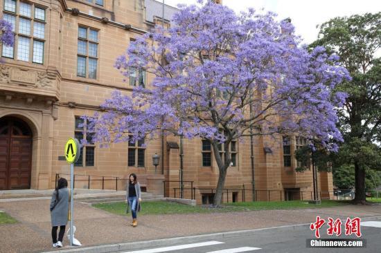 澳大利亚悉尼大学的校园内。(<a target='_blank' href='http://www.chinanews.com/'>中新社</a>记者 陶社兰 摄) 点击进入下一页