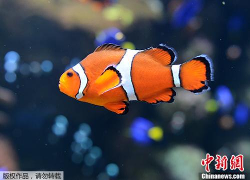 资料图:“小丑鱼”。 点击进入下一页