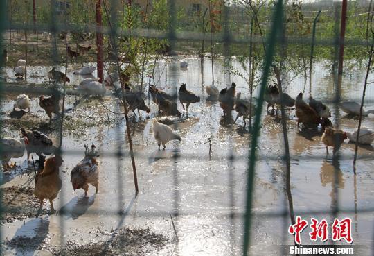 新疆兵团第六师芳草湖农场职工发展养殖增收。 戚亚平 摄