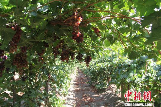 新疆兵团第二师二十四团目前葡萄种植面积达1.39万亩,年产葡萄1万多吨,年产值达5000万以上。 戚亚平 摄 新疆兵团第二师二十四团目前葡萄种植面积达1.39万亩,年产葡萄1万多吨,年产值达5000万以上。 戚亚平 摄