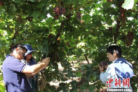 海外华文媒体在新疆兵团第二师二十四团葡萄种植基地参观采访。 戚亚平 摄 海外华文媒体在新疆兵团第二师二十四团葡萄种植基地参观采访。 戚亚平 摄