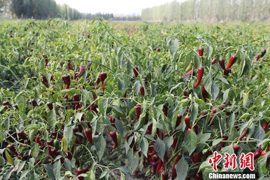 海外华文媒体走进田间地头点赞新疆兵团种植业