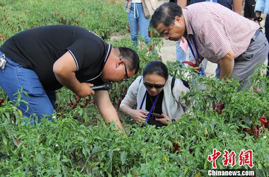 海外华文媒体在新疆兵团第二师二十一团辣椒地采访。 戚亚平 摄 海外华文媒体在新疆兵团第二师二十一团辣椒地采访。 戚亚平 摄