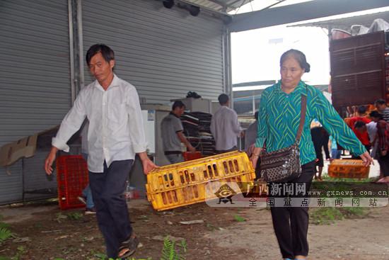 图为群众忙着搬运鸡苗。广西新闻网通讯员 韦睿供图