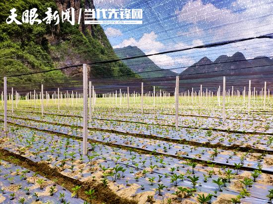 望谟县乐宽坝区魔芋基地