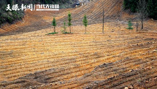 邮亭村茶园种植基地