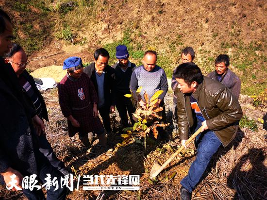 板栗改培现场