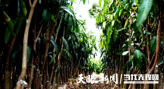 培育的芒果苗