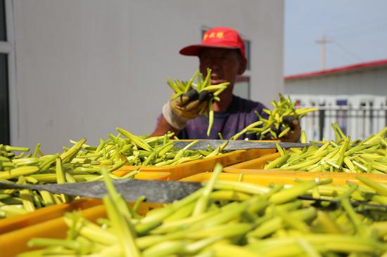农户将采摘的黄花菜送往收购点。宁夏新闻网记者　杨洲　摄