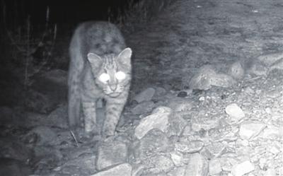 红外监测相机拍摄到的豹猫。（受访单位供图）