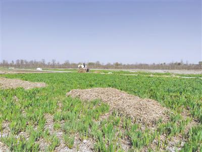 <p>　　3月下旬的湿地水生植物。本报记者　李锦　摄</p>