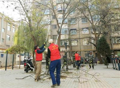 绿化工人们对老旧小区的树木进行修剪。本报记者高晓刚摄