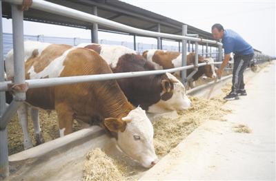<p>　　中烟“飞地”肉牛养殖园区，工作人员为牛添加草料。</p>