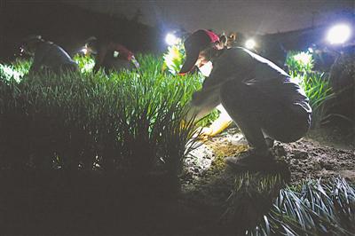 <p>　　22时，村民们使用探照灯收割韭菜。</p>