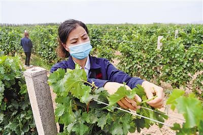 <p>　　　　闽宁镇移民在家门口的葡萄地里务工。对于移民来说，葡萄酒这张“紫色名片”就是他们致富的“支柱产业”。</p>