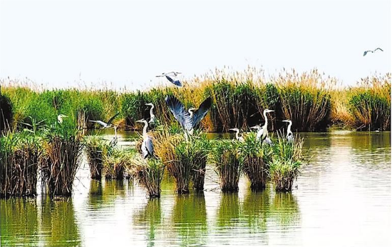 青铜峡库区湿地自然保护区飞鸟翔集。