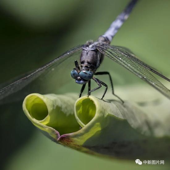 蜻蜓 杨茗珺 摄