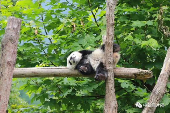 保护熊猫，从宝宝做起 石清新 摄