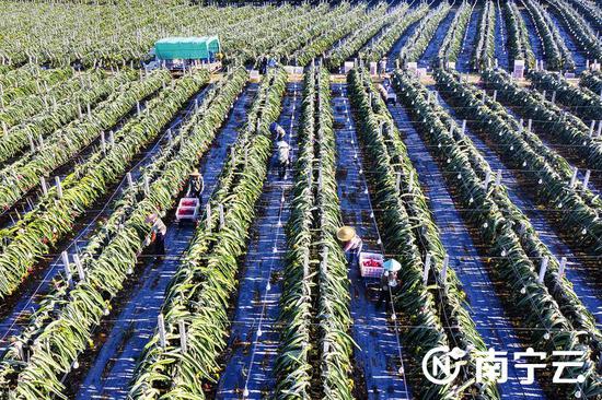 在隆安县那桐镇火龙果种植基地，果农抢抓时令采收火龙果。记者 黄维业 摄