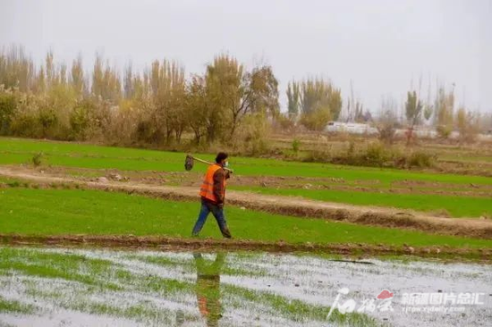 喀什地区确保小麦安全越冬