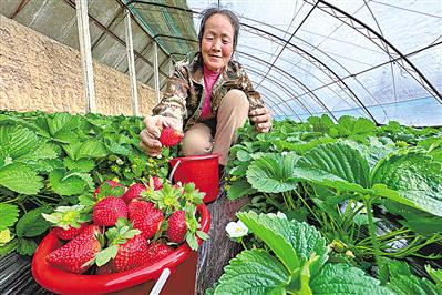 12月4日，和顺新村农户杨维兰在自家的温棚采摘草莓。今年她家种植的8棚草莓预计能为家庭带来20多万元收入。							 	   					   本报记者 马楠 党硕 摄