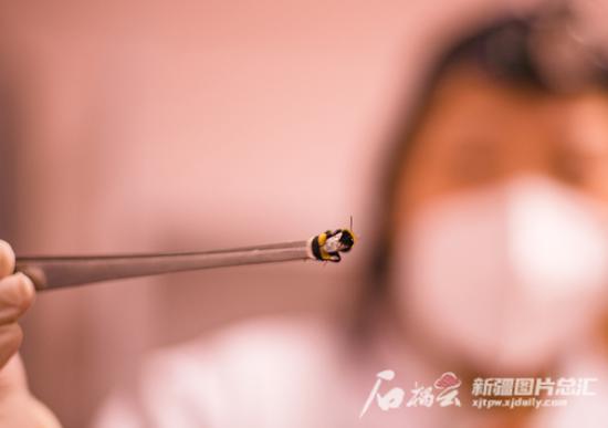 2月21日，中国农业科学院西部农业研究中心熊蜂繁育基地实验室，科研人员在查看熊蜂生长情况。何龙 摄