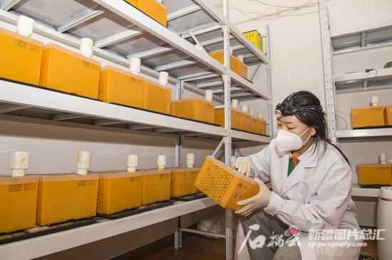 2月21日，中国农业科学院西部农业研究中心熊蜂繁育基地实验室，科研人员在查看熊蜂生长情况。何龙 摄