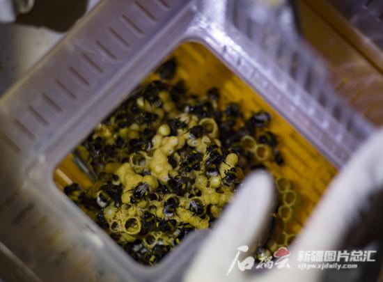 2月21日，中国农业科学院西部农业研究中心熊蜂繁育基地实验室，生长在蜂箱里的熊蜂。 何龙 摄