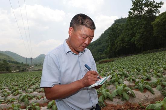 清镇市暗流镇片区烟叶种植技术指导员宋光巡记录点蔸数据